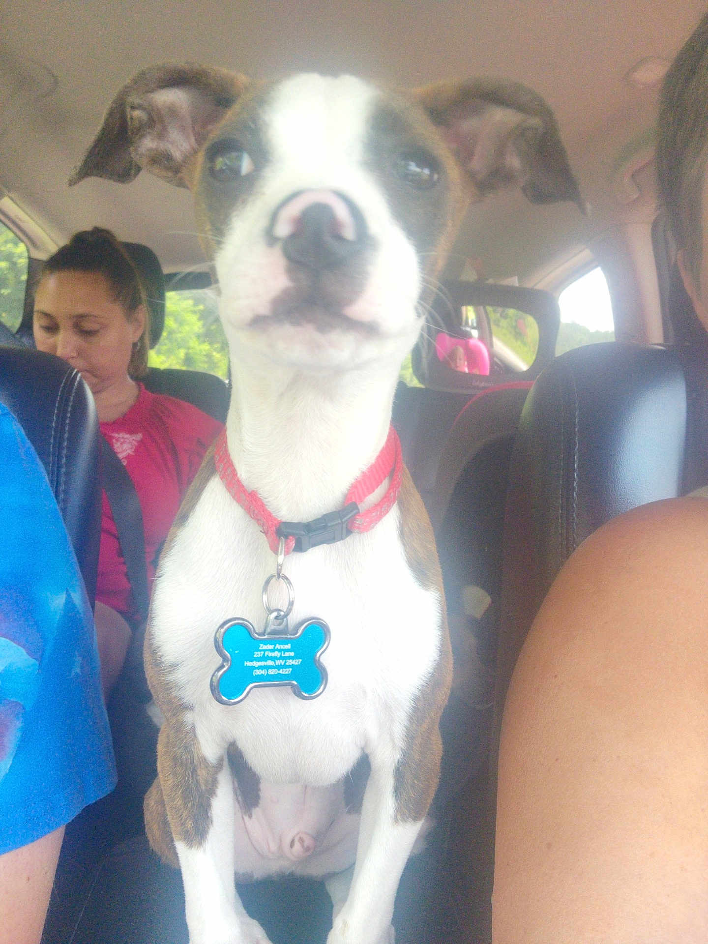 Zader joined the competition — help win amazing prizes! dog, collar, car, person, seat, car_seat, window, tag, reflection, interior, seatbelt, human_arm, human_face, brown, white, sitting, pet, vehicle, casual, daylight