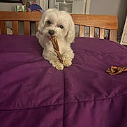 Coconut joined the competition — help win amazing prizes! dog, pet, bed, purple_bedspread, wooden_headboard, treat, chewing, white_dog, indoor, window, air_conditioner, pet_supplies, cozy, furniture, curious, cute, animal, companion, resting, home