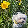 Coconut is registered to the contest to win money with this photo: bandana, close_up, collar, cute, daffodil, dog, flower_bed, fluffy, garden, grass, greenery, nature, outdoor, pet, portrait, small_dog, spring, sunlight, white_dog, yellow_flower