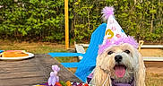 Coconut is registered to the contest to win money with this photo: adirondack_chair, backyard, bandana, birthday_cake, candle, celebration, colorful, dessert, dog, greenery, happy, outdoor_party, party, party_hat, pet, plate, plate_white, smiling, tongue_out, wooden_table