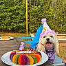 adirondack_chair, backyard, bandana, birthday_cake, candle, celebration, colorful, dessert, dog, greenery, happy, outdoor_party, party, party_hat, pet, plate, plate_white, smiling, tongue_out, wooden_table