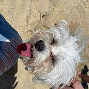 Coconut is registered to the contest to win money with this photo: beach, close_up, companion, denim, dog, fur, happy, human_leg, nose, outdoor, pet, ripped_jeans, sand, shadow, small_dog, summer, sunlight, tongue_out, whiskers, white_fur