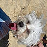 beach, close_up, companion, denim, dog, fur, happy, human_leg, nose, outdoor, pet, ripped_jeans, sand, shadow, small_dog, summer, sunlight, tongue_out, whiskers, white_fur