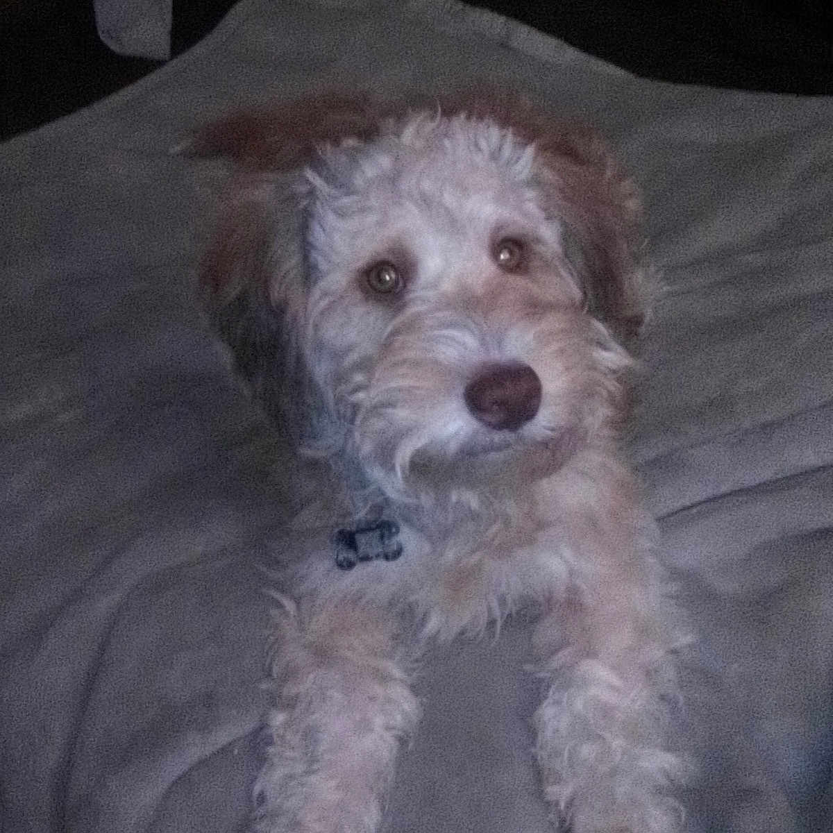 Winston is registered to the contest to win money with this photo: animal, baby, bed, bedroom, blanket, canine, couch, cushion, dog, furniture, homedecor, indoors, person, pet, poodle, puppy, room, sleeping, terrier, whitedog
