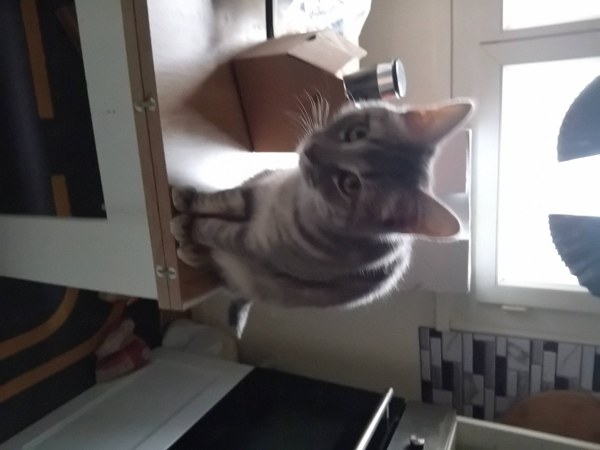 Frisquette participe au concours pour gagner de l'argent avec cette photo : carnivore, cat, ceiling, domestic_short_haired_cat, door, felidae, flooring, fur, grey, hardwood, home_appliance, lighting, major_appliance, room, shelf, shelving, small_to_medium_sized_cats, tail, whiskers, wood