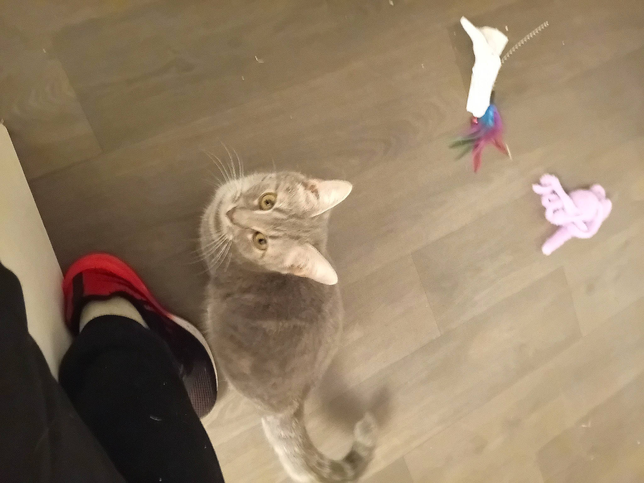 Frisquette a rejoint le concours — aidez-le/la à gagner de superbes lots ! cat, domestic_short_haired_cat, fawn, felidae, finger, floor, flooring, gesture, happy, petal, shadow, small_to_medium_sized_cats, sunglasses, tail, toy, visual_arts, whiskers, window, wing, wood