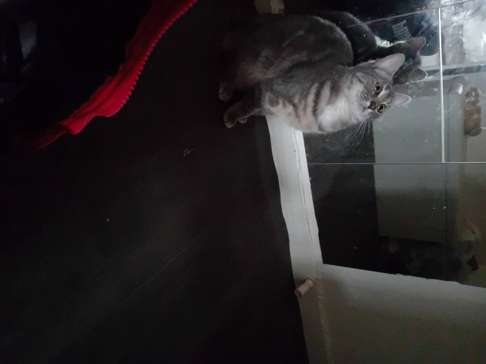 Frisquette a rejoint le concours — aidez-le/la à gagner de superbes lots ! automotive_lighting, carmine, darkness, event, felidae, flash_photography, flooring, night, room, shadow, small_to_medium_sized_cats, space, still_life_photography, tail, tints_and_shades, vehicle_door, visual_arts, whiskers, windshield, wood