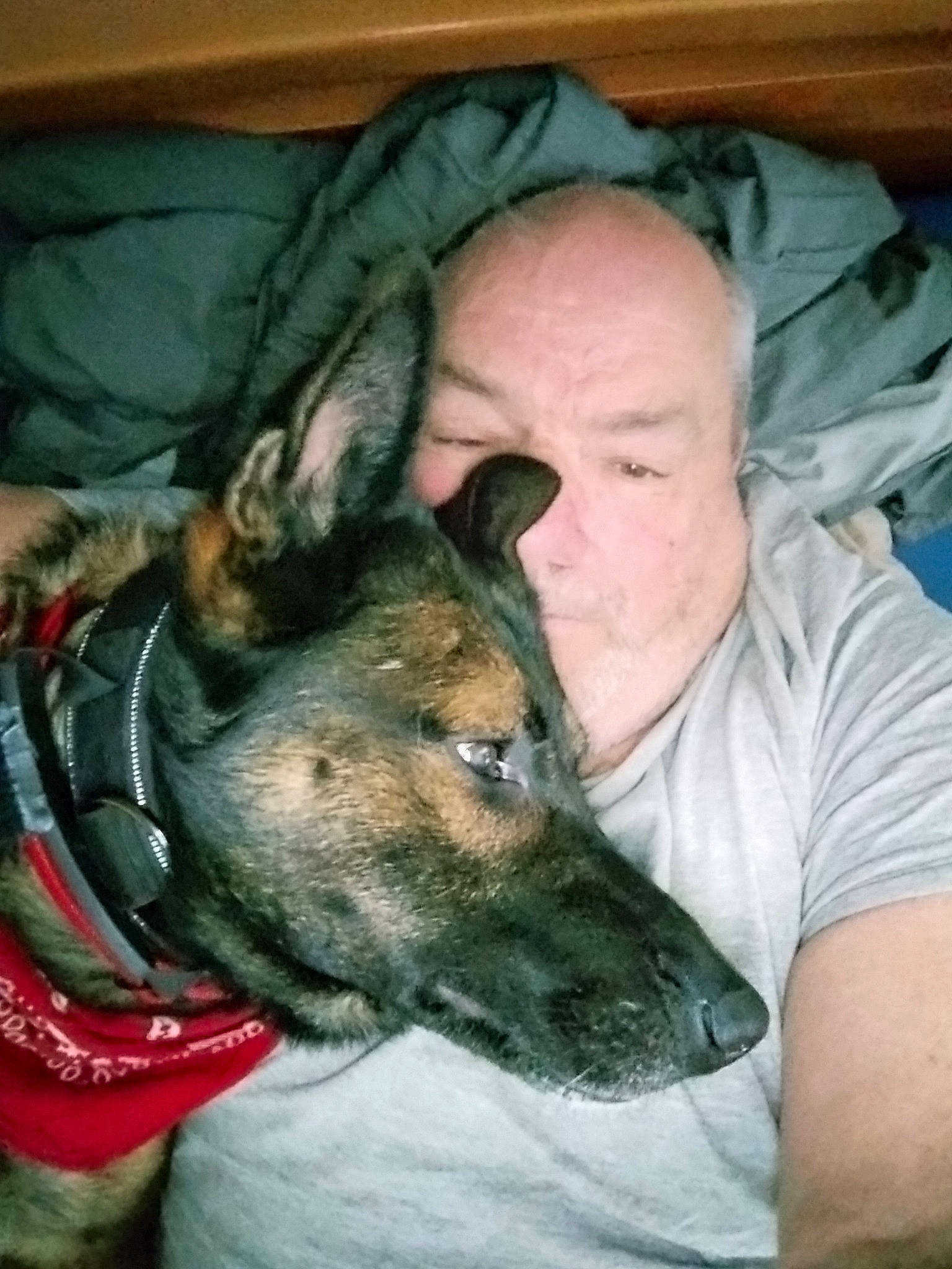 Caramel participe au concours pour gagner de l'argent avec cette photo : canidae, carnivore, collar, comfort, companion_dog, dog, dog_breed, ear, fawn, fur, guard_dog, head, herding_dog, lap, mammal, military_camouflage, snout, sporting_group, whiskers, working_dog