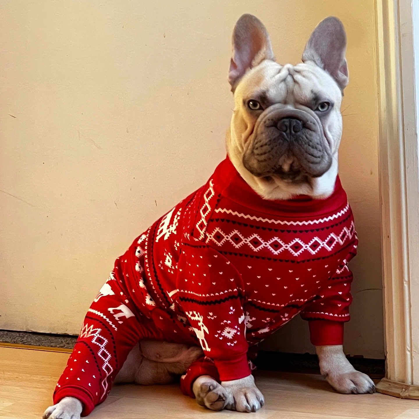 Bruce joined the competition — help win amazing prizes! animal, boxer, bulldog, canine, clothing, crawling, dog, frenchbulldog, hardwood, indoors, interiordesign, knitwear, person, pet, pitbull, puppy, stainedwood, sweater, whitedog, wood