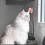 cat, fluffy, white, indoor, window, orchid, plant, flower, pet, feline, portrait, side_view, natural_light, domestic, curious, sitting, calm, decor, houseplant, animal