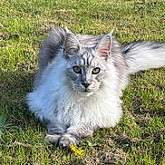 Winny participe au concours pour gagner de l'argent avec cette photo : cat, fluffy, grass, outdoor, animal, pet, nature, sunlight, feline, green, whiskers, ears, tail, relaxed, lying_down, fur, closeup, portrait, yellow_flower, daylight
