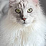 Winny a rejoint le concours — aidez-le/la à gagner de superbes lots ! cat, fluffy, white_fur, green_eyes, close_up, portrait, pet, animal, feline, long_hair, whiskers, ears, curly_fur, soft_texture, indoor, looking_at_camera, cute, majestic, domestic_cat, friendly