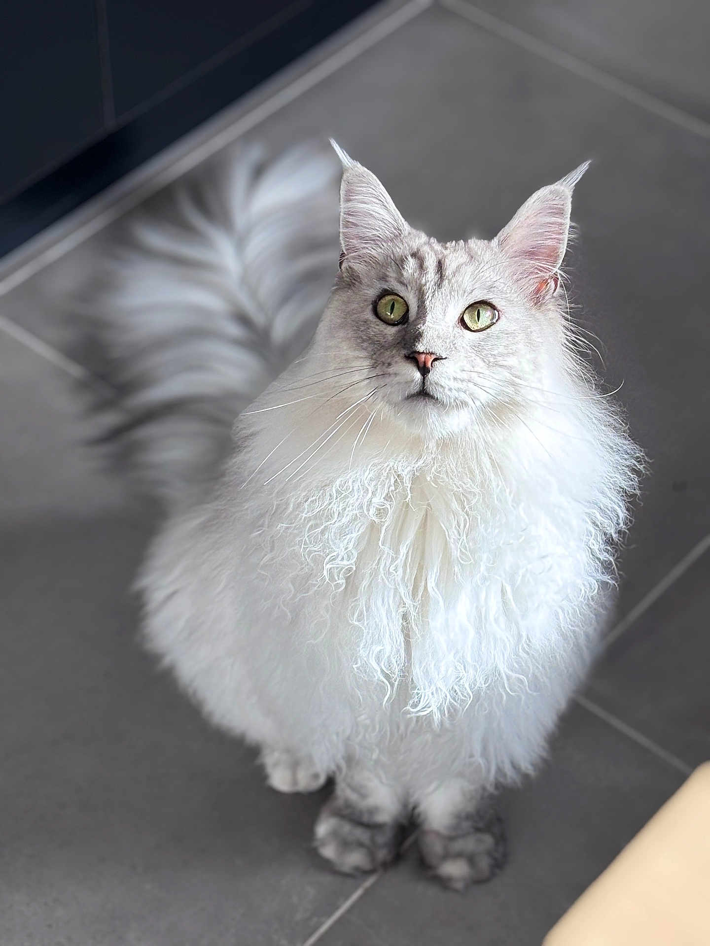 Winny participe au concours pour gagner de l'argent avec cette photo : cat, fluffy, white, curly_fur, green_eyes, pet, animal, indoor, floor, tile, sitting, portrait, feline, whiskers, ears, cute, domestic, soft_light, curious, clean