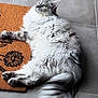 Winny a rejoint le concours — aidez-le/la à gagner de superbes lots ! cat, fluffy, long_hair, green_eyes, lying_down, doormat, floor_tile, indoor, pet, relaxed, feline, tail, whiskers, ears, fur, animal, mammal, domestic, resting, cozy