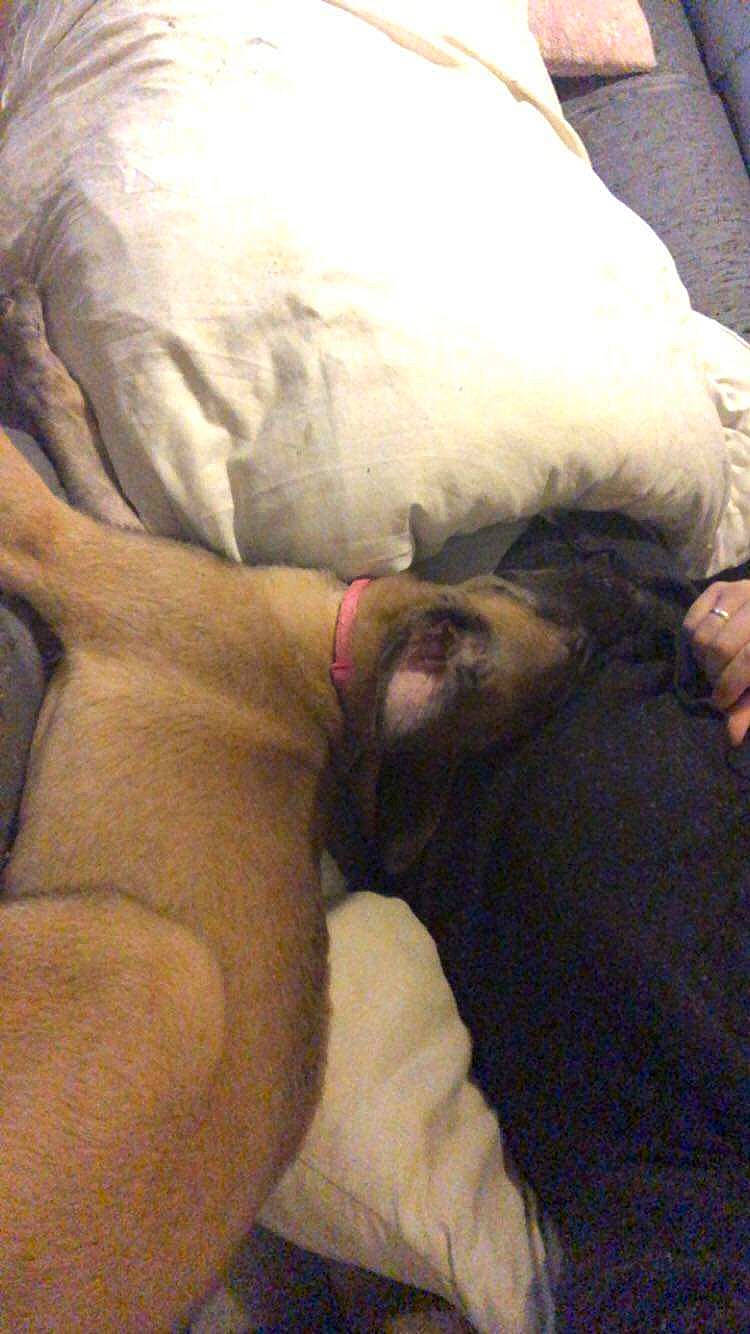 Tyna a rejoint le concours — aidez-le/la à gagner de superbes lots ! beard, bedding, carnivore, comfort, companion_dog, dog, dog_breed, fawn, felidae, flesh, fur, human_leg, linens, nap, sleep, small_to_medium_sized_cats, snout, sporting_group, whiskers, wrinkle