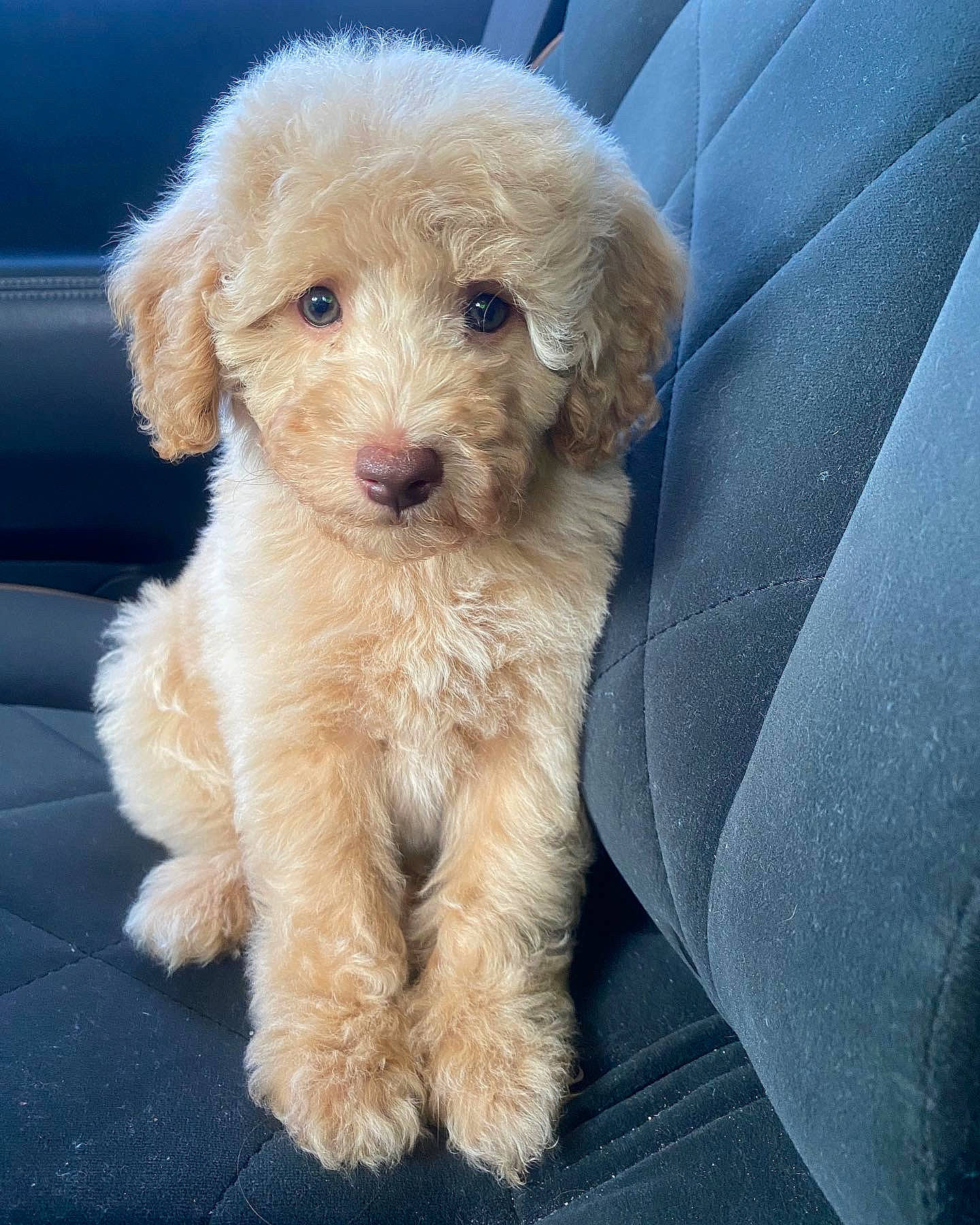 Bodi is registered to the contest to win money with this photo: canidae, carnivore, companion_dog, dog, dog_breed, dog_collar, electric_blue, fur, labradoodle, maltepoo, non_sporting_group, poodle, shih_poo, small_terrier, snout, sporting_group, terrier, toy_dog, water_dog, working_animal