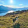 dog, ball, grass, hill, sunlight, mountains, lake, sky, outdoor, nature, sun, shadow, playful, pet, daytime, field, scenic, blue_sky, animal, leisure