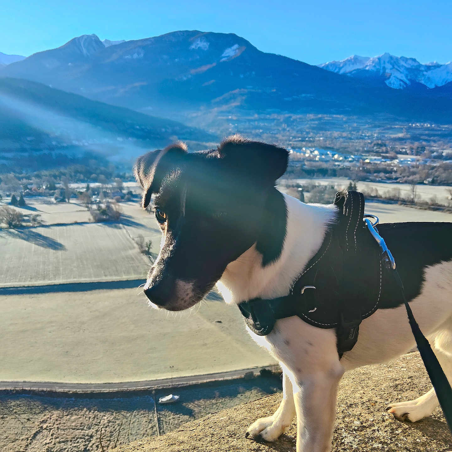 Bong-Su a rejoint le concours — aidez-le/la à gagner de superbes lots ! dog, black_and_white, harness, rock, mountain, valley, landscape, sunlight, lens_flare, outdoor, nature, curious, pet, daytime, sky, field, adventure, leash, scenery, animal