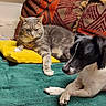 cat, dog, couch, pillow, yellow_cushion, green_blanket, indoor, pet, tabby_cat, black_and_white_dog, relaxed, furniture, resting, companion_animals, cozy, household, living_room, domestic_animals, animal_pair, soft_fabric