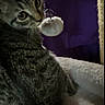 Peanut is registered to the contest to win money with this photo: animal, cat, closeup, curious, cute, domestic_animal, ears, eyes, feline, fur, indoor, mammal, pet, playful, purple_background, resting, soft_bed, tabby, toy, whiskers