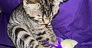 Peanut is registered to the contest to win money with this photo: animal, cat, colorful, curious, cute, domestic_animal, feather, feline, fur, indoor, kitten, paw, pet, playing, purple_couch, soft_toys, tabby, tail, toy, whiskers