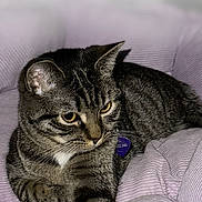 Peanut is registered to the contest to win money with this photo: animal, blanket, cat, collar, cozy, cute, domestic, feline, fur, home, indoor, paw, pet, phone_screenshot, purple, relaxed, resting, sleepy, tabby, whiskers