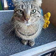 Daisy is registered to the contest to win money with this photo: cat, tabby, pet, animal, indoor, close_up, green_eyes, whiskers, feline, curious, sitting, texture, basket, yellow_toy, domestic, fur, ears, nose, paws, looking