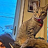 animal, cat, collar, curious, door, face, feline, framed_picture, fur, home, hood, indoor, indoor_lighting, jacket, person, pet, portrait, suburban, tabby_cat, window