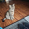 Daisy joined the competition — help win amazing prizes! cat, tabby_cat, indoor, wooden_floor, sneakers, stairs, plant, tv_stand, carpet, floor, pet, animal, curious, sitting, domestic, feline, home, cozy, shoes, interior