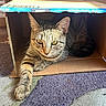 Daisy is registered to the contest to win money with this photo: cat, tabby_cat, cardboard_box, paw, fur, striped, indoor, sunlight, rug, purple, green, relaxing, pet, animal, cute, curious, feline, cozy, home, resting