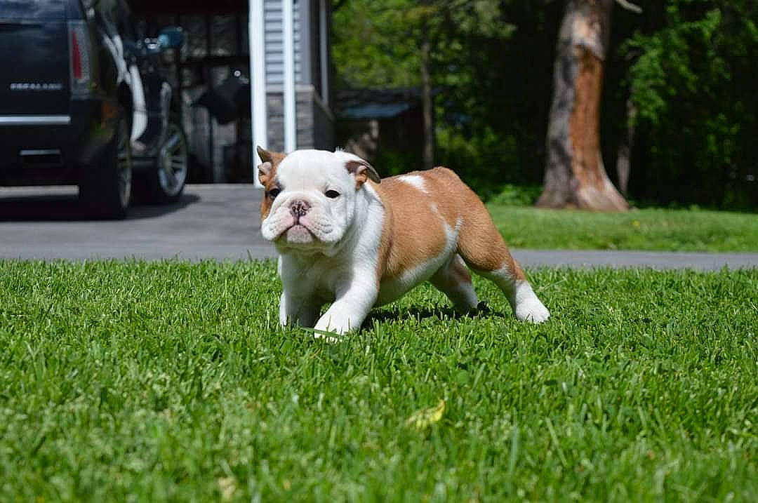 Duke is registered to the contest to win money with this photo: american_bulldog, australian_bulldog, british_bulldogs, bulldog, canidae, carnivore, companion_dog, dog, dog_breed, fawn, grass, lawn, mammal, non_sporting_group, old_english_bulldog, olde_english_bulldogge, puppy, snout, toy_bulldog, vertebrate