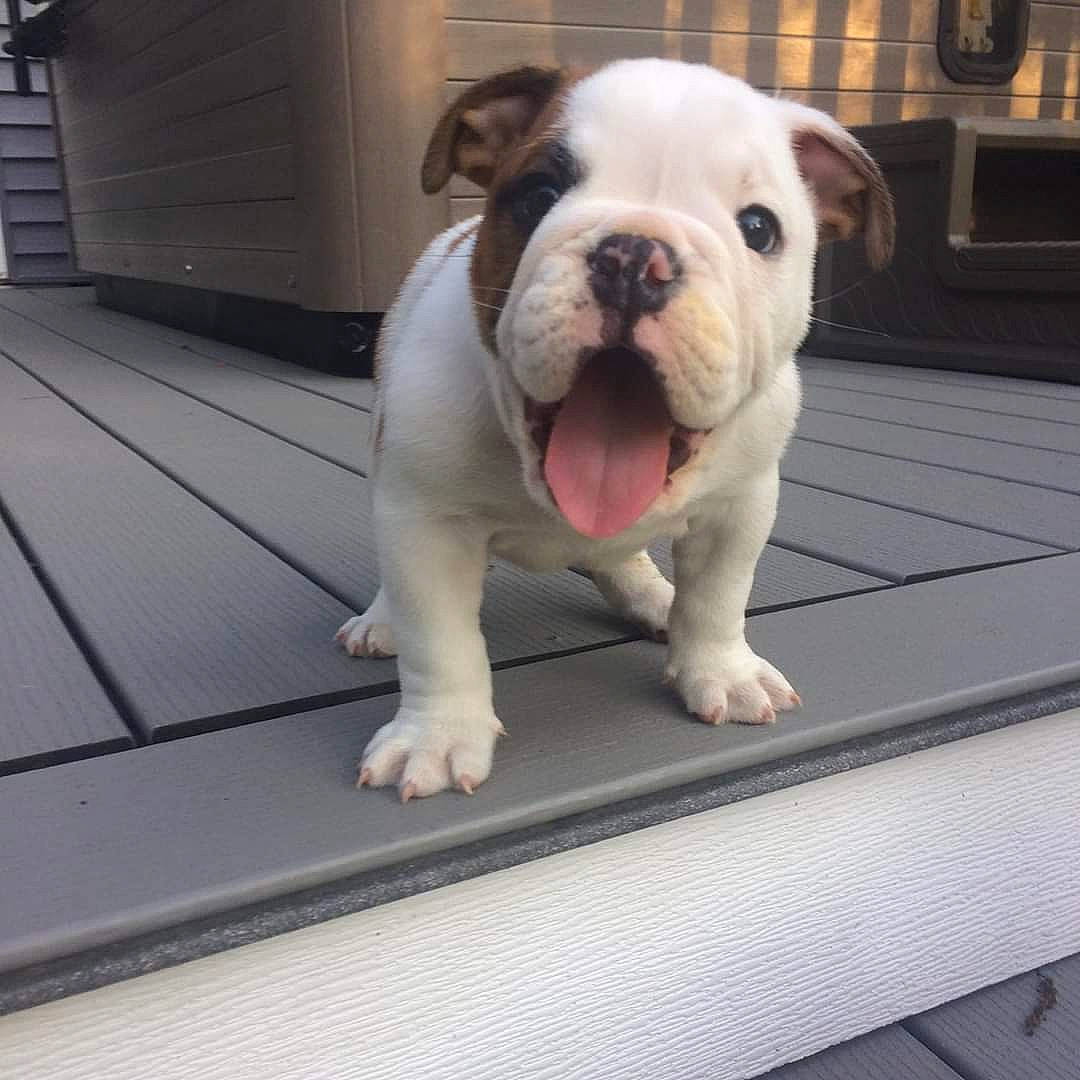 Duke is registered to the contest to win money with this photo: american_bulldog, australian_bulldog, british_bulldogs, bulldog, canidae, carnivore, companion_dog, dog, dog_breed, dorset_olde_tyme_bulldogge, mammal, nose, old_english_bulldog, olde_english_bulldogge, skin, snout, toy_bulldog, valley_bulldog, vertebrate, white_english_bulldog