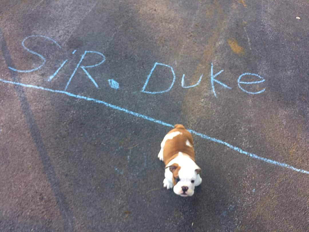 Duke is registered to the contest to win money with this photo: canidae, carnivore, dog, dog_breed, fawn, font, puppy, street_dog