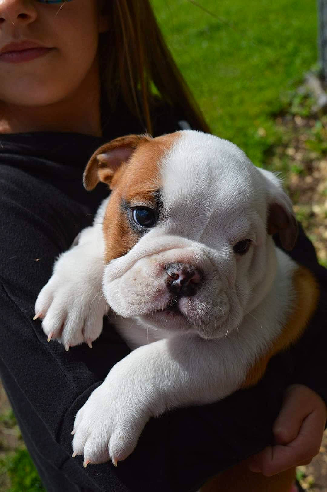 Duke is registered to the contest to win money with this photo: australian_bulldog, british_bulldogs, bulldog, canidae, carnivore, companion_dog, dog, dog_breed, dorset_olde_tyme_bulldogge, mammal, nose, old_english_bulldog, olde_english_bulldogge, puppy, renascence_bulldogge, skin, snout, toy_bulldog, vertebrate, white_english_bulldog