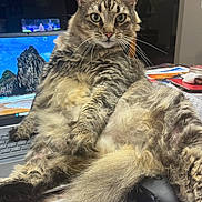 Issey is registered to the contest to win money with this photo: calendar, cat, claws, computer, curious, desk, feline, fluffy, home, indoor, keyboard, laptop, mouse, papers, pet, relaxed, tabby, tail, technology, whiskers