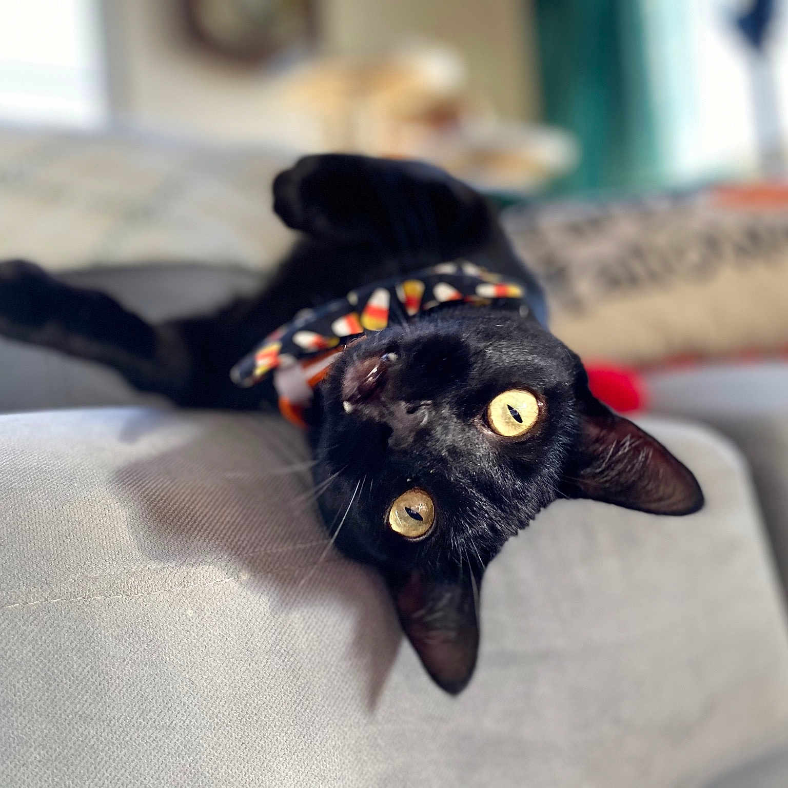 Camper is registered to the contest to win money with this photo: black, black_cat, bombay, bow_tie, carnivore, cat, claw, ear, fashion_accessory, felidae, finger, fur, glove, hand, head, small_to_medium_sized_cats, whiskers