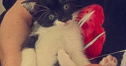 Ame participe au concours pour gagner de l'argent avec cette photo : kitten, cat, black_and_white, paw, hand, person, holding, cute, pet, fur, whiskers, indoor, shirt, red_graphic, animal, small, feline, claws, relaxed, closeup