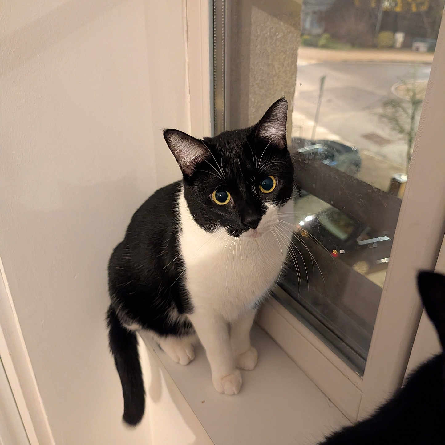 Ame a rejoint le concours — aidez-le/la à gagner de superbes lots ! cat, black_and_white, windowsill, indoor, pet, animal, curious, feline, whiskers, ears, tail, looking_up, window, reflection, night, street, lights, cozy, domestic, house