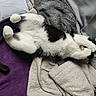 Ame participe au concours pour gagner de l'argent avec cette photo : cat, black_and_white, lying_down, paw, covering_face, cozy, blanket, fur, tail, relaxed, indoor, pet, cute, animal, resting, soft, sleepy, comfort, feline, domestic