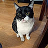 cat, black_and_white, yellow_eyes, indoor, wooden_floor, whiskers, pet, animal, feline, curious, looking_up, ears, fur, home, domestic, floor, table_leg, shadow, close_up, sitting