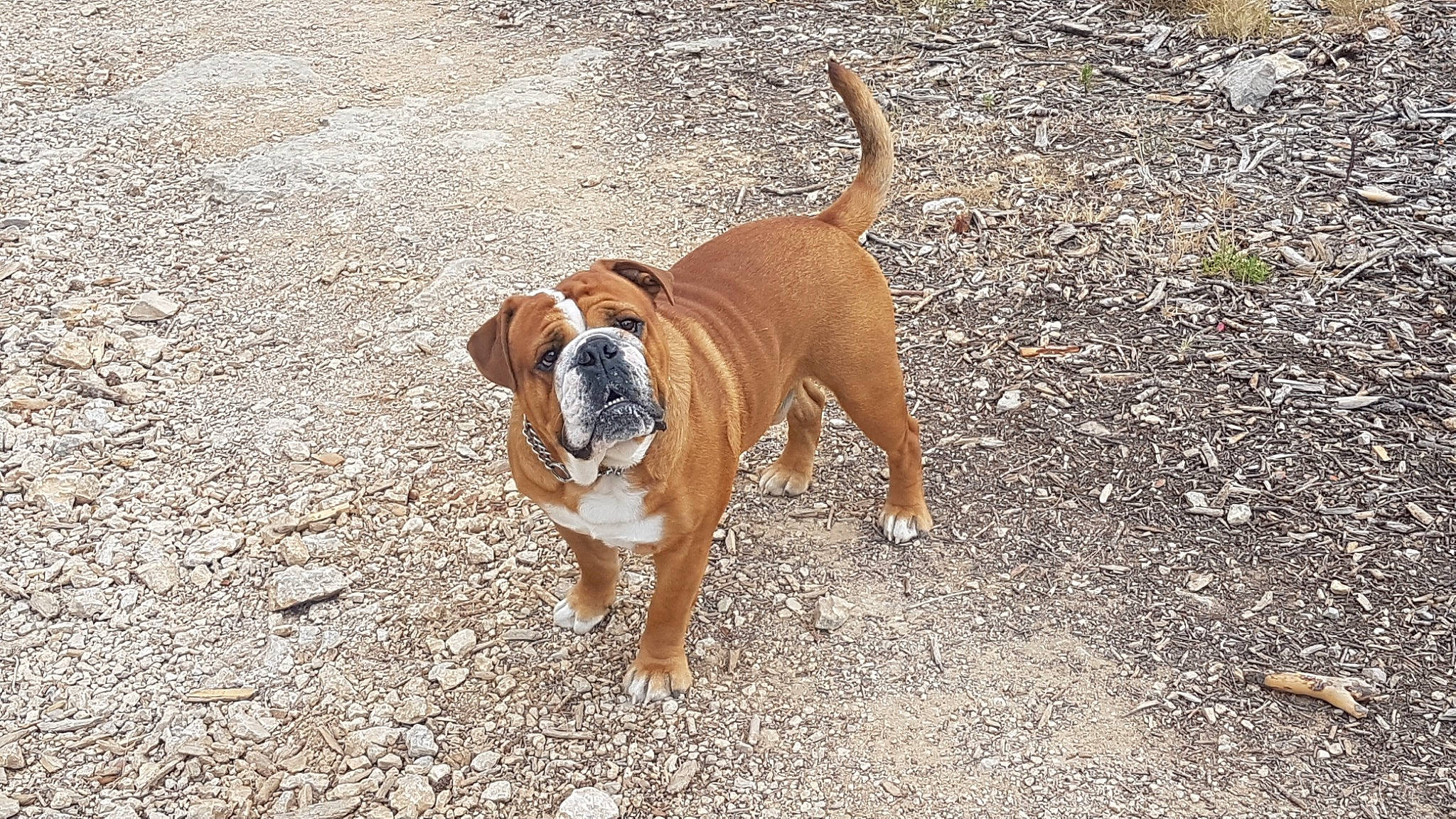 Marlow a rejoint le concours — aidez-le/la à gagner de superbes lots ! boxer, bulldog, canidae, carnivore, collar, companion_dog, dog, dog_breed, dog_collar, fawn, leash, molosser, paw, snout, soil, tail, terrestrial_animal, working_animal, working_dog, wrinkle