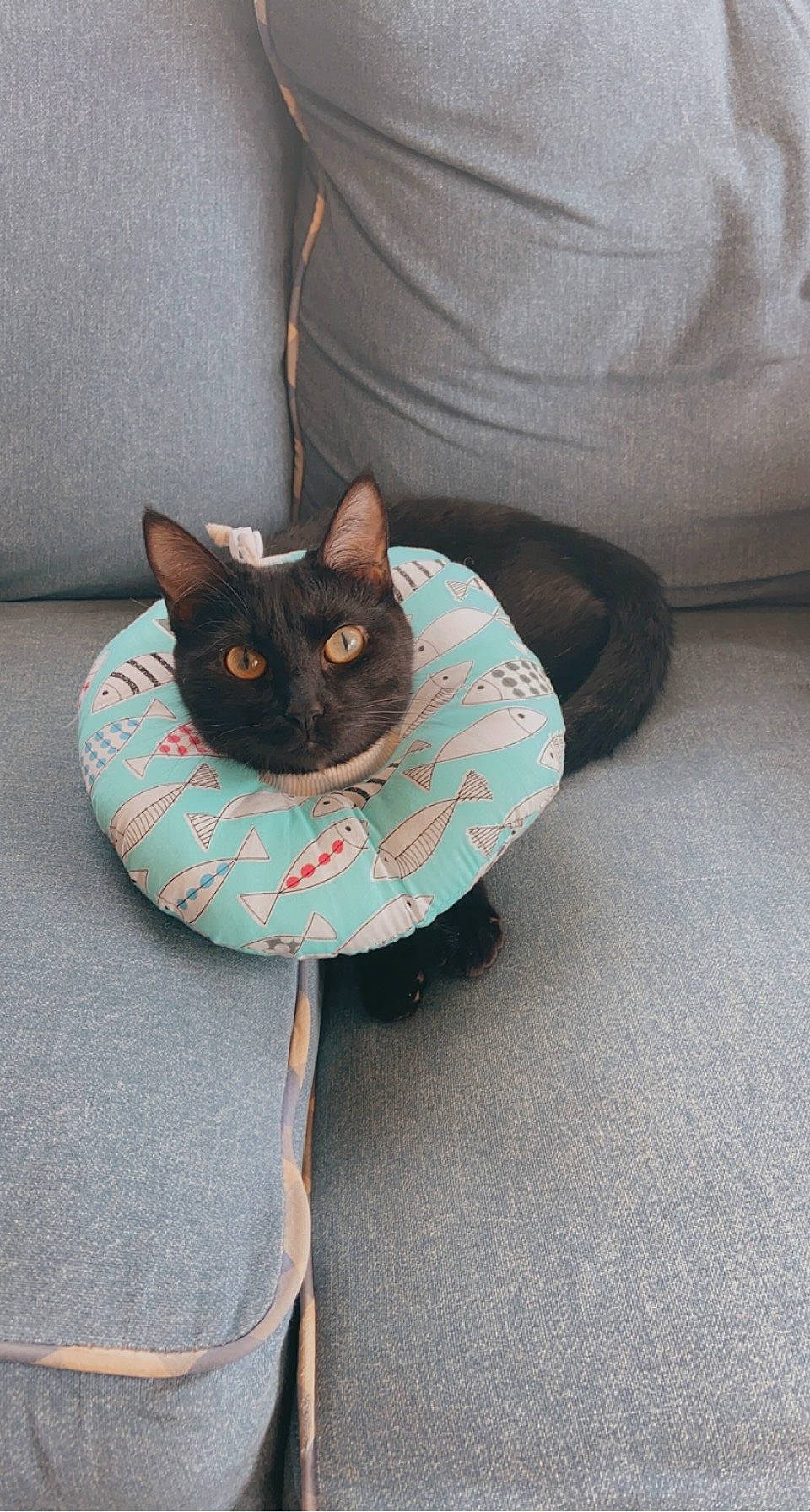 Tipsy is registered to the contest to win money with this photo: black_cat, bombay, brown, carnivore, cat, comfort, domestic_short_haired_cat, electric_blue, fashion_accessory, fawn, felidae, floor, flooring, grey, purple, small_to_medium_sized_cats, snout, tail, vertebrate, whiskers