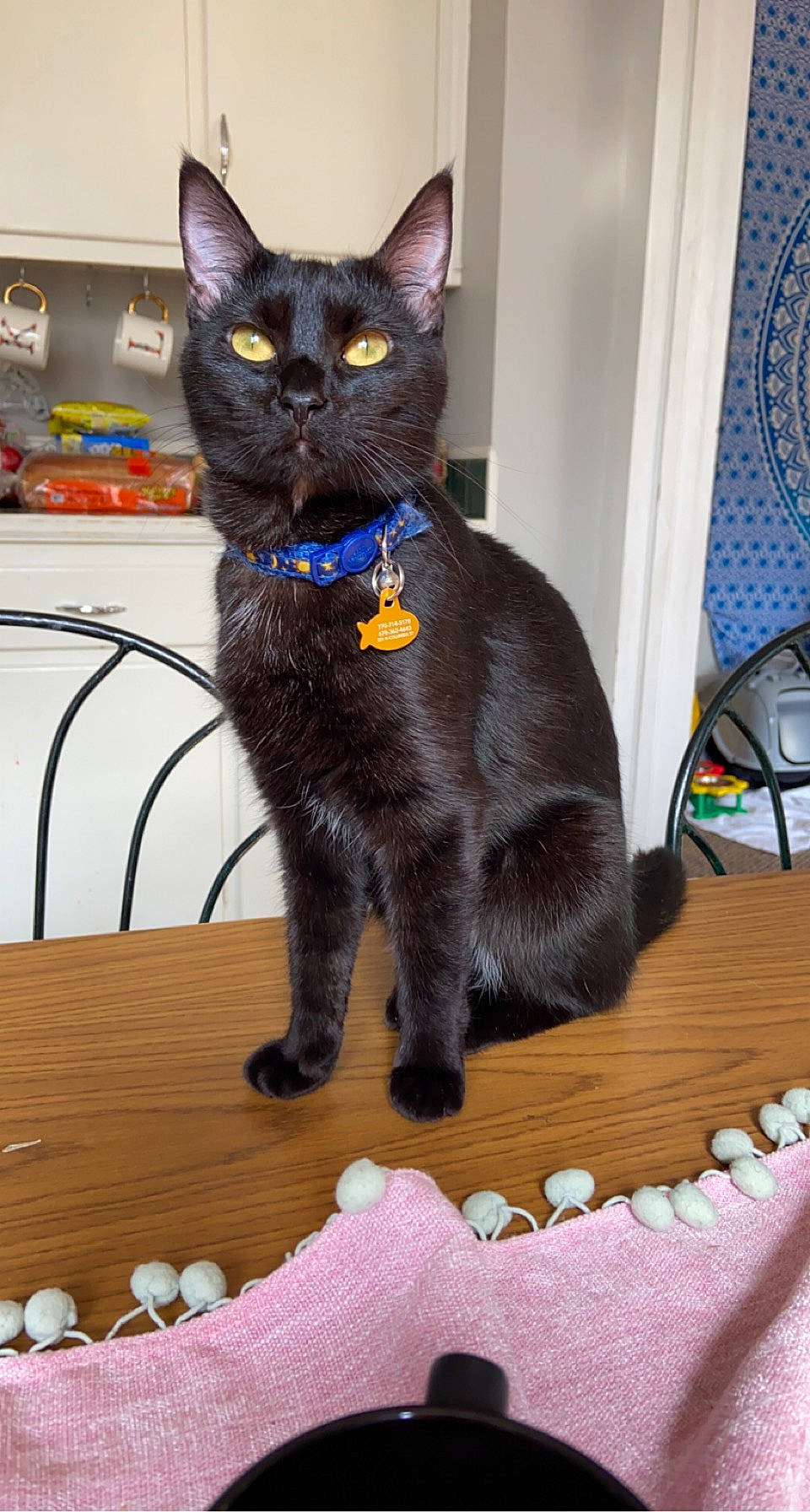 Tipsy is registered to the contest to win money with this photo: black_cat, bombay, carnivore, cat, chair, collar, comfort, domestic_short_haired_cat, electric_blue, felidae, flooring, fur, mechanical_fan, paw, pet_supply, small_to_medium_sized_cats, snout, tail, terrestrial_animal, whiskers