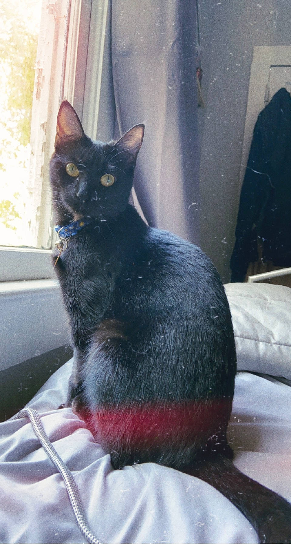 Tipsy joined the competition — help win amazing prizes! black_cat, bombay, carnivore, cat, claw, comfort, domestic_short_haired_cat, felidae, fixture, fur, grey, sitting, small_to_medium_sized_cats, snout, tail, whiskers, window