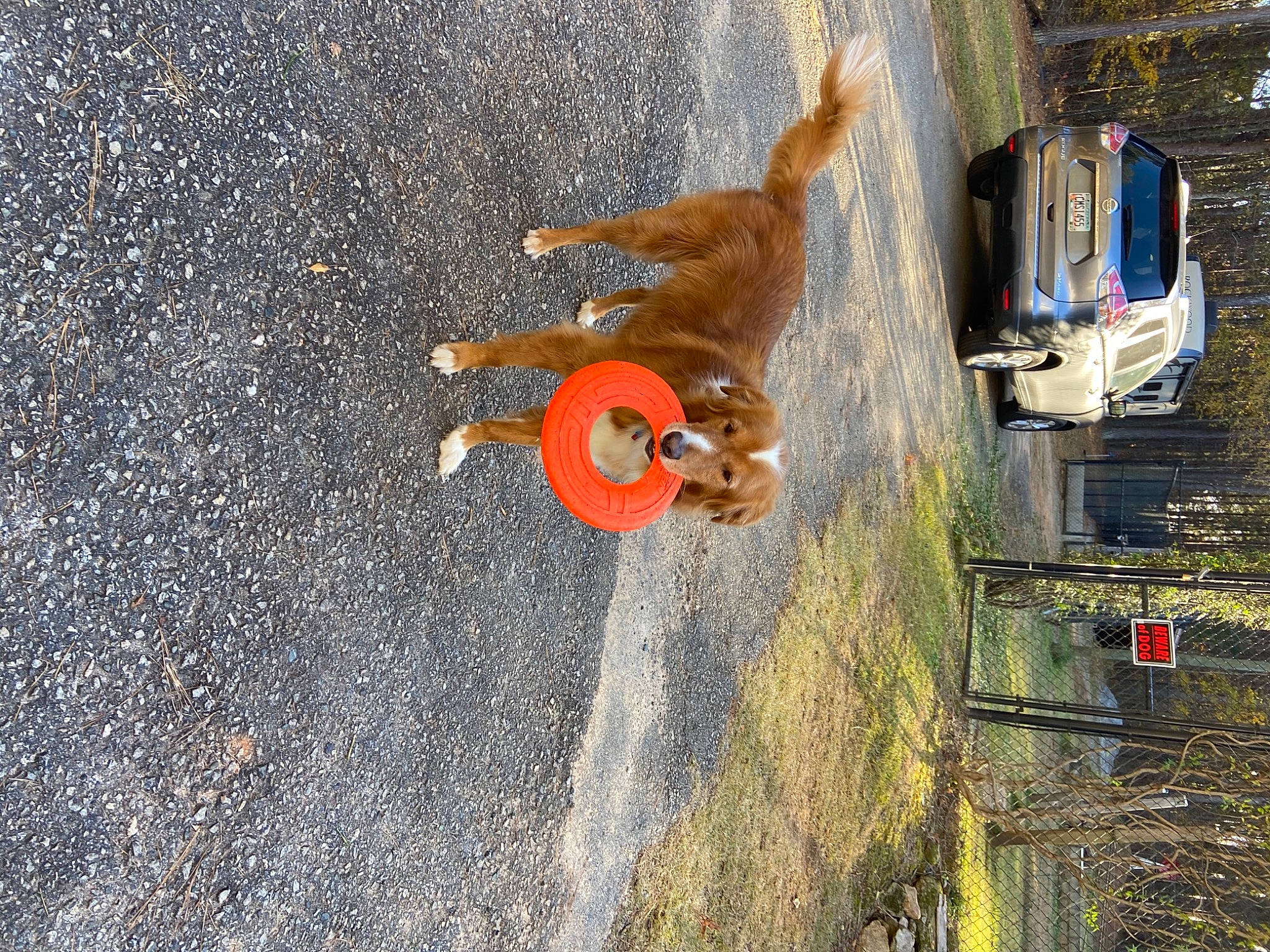 Rambo joined the competition — help win amazing prizes! asphalt, automotive_tire, car, concrete, dog, fun, landscape, leisure, motor_vehicle, plant, recreation, road_surface, sidewalk, tar, tire, toy, tree, vehicle, wheel, wood