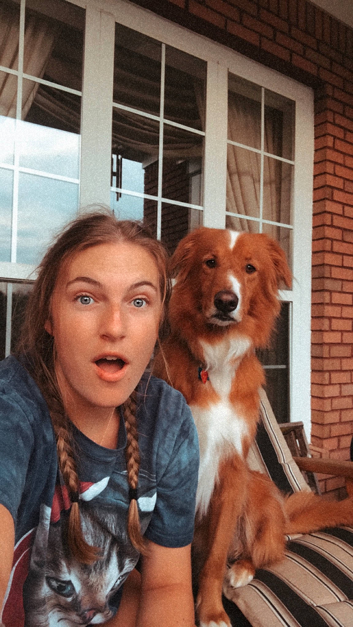 Rambo is registered to the contest to win money with this photo: brick, brickwork, canidae, carnivore, chair, companion_dog, dog, dog_breed, door, eyewear, fashion_accessory, fawn, feathered_hair, fur, jewellery, liver, snout, sporting_group, street_fashion, window