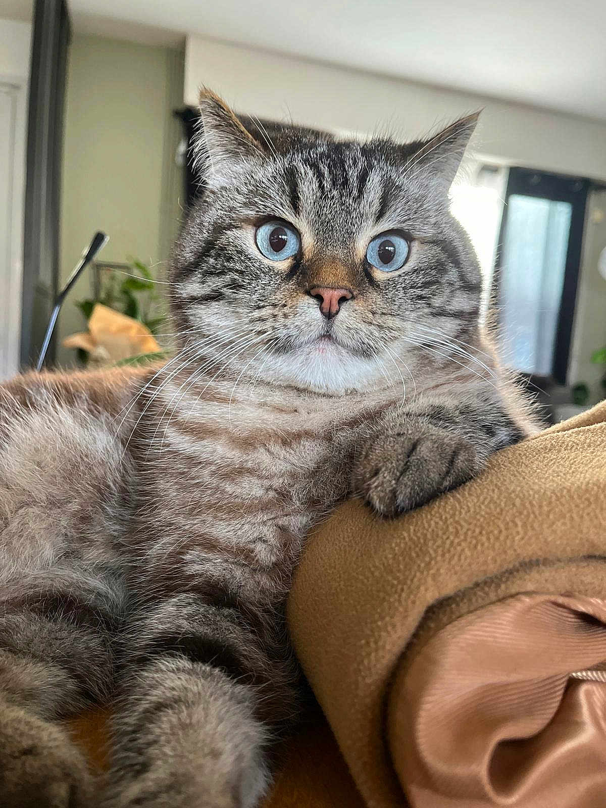 Coco participe au concours pour gagner de l'argent avec cette photo : cat, tabby, blue_eyes, fluffy, indoor, blanket, cozy, close_up, fur, whiskers, relaxed, paw, soft, domestic_animal, pet, animal, comfort, sleepy, feline, resting
