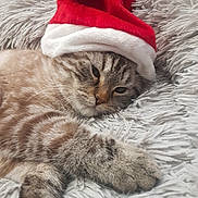 Coco participe au concours pour gagner de l'argent avec cette photo : animal, cat, christmas, closeup, cozy, cute, domestic_cat, feline, fluffy_rug, holiday, indoor, paws, pet, relaxed, resting, santa_hat, sleepy, soft_texture, tabby_cat, whiskers