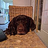dog, brown_dog, table, paw, wooden_table, chair, woven_chair, kitchen, indoor, face, pet, animal, fur, looking_up, resting, domestic, home, canine, close_up, adorable