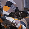 Robby a rejoint le concours — aidez-le/la à gagner de superbes lots ! dog, armchair, patchwork, indoor, resting, curled_up, brown_dog, spotted_fur, furniture, relaxation, comfort, living_room, seated, quiet, home, cozy, sleeping, domestic_animal, pet, quiet_moment